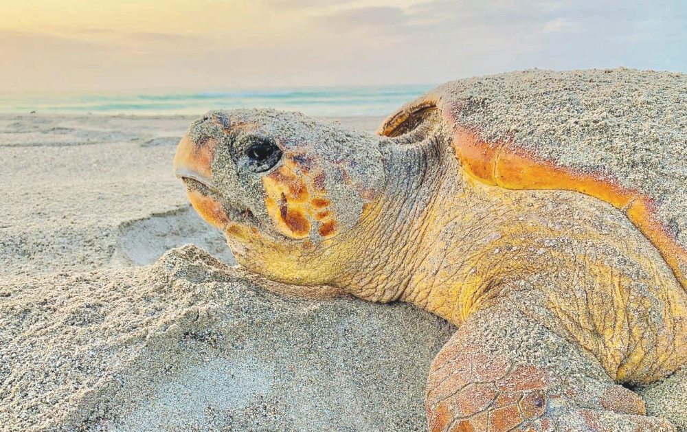 A timely reminder that Oman’s sea turtles need saving - Oman Observer