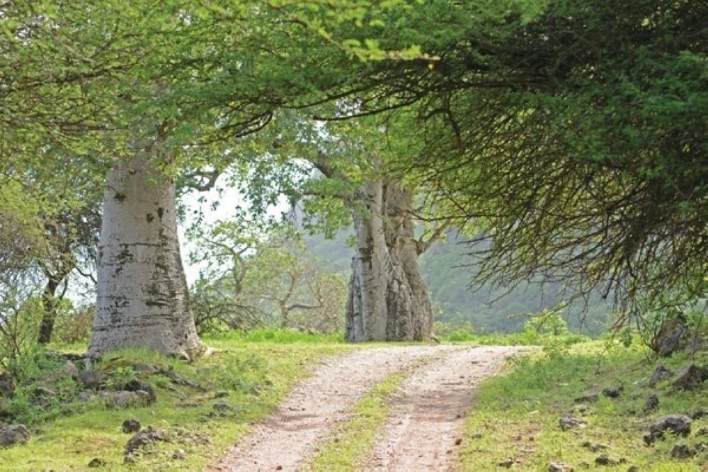 OMAN10 COLONISTA real tree green - ライト・ランタン