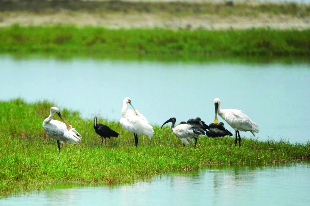 Artificial light pollution threatens migratory birds across world ...