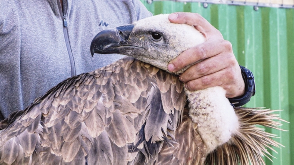 Spanish vultures released in Cyprus to replenish population