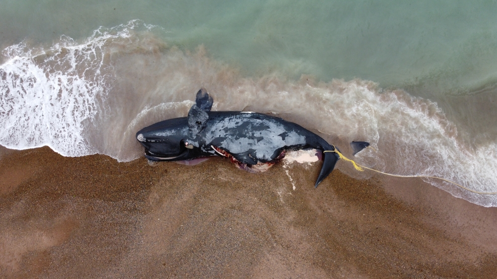 PHOTOS: Super Pod of 200 Pilot Whales Die in Mass Stranding in Australia