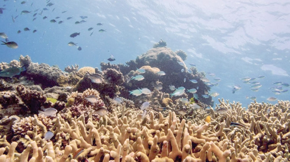 Scientists freeze Great Barrier Reef coral in world-first trial - Oman ...