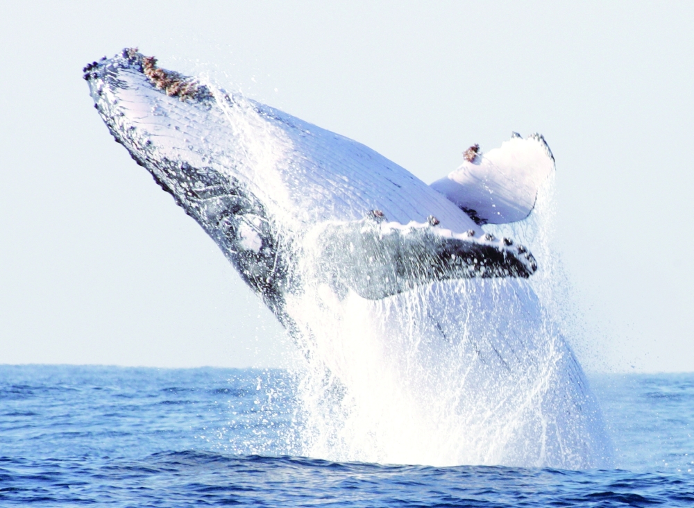 For whales, study shows gigantism is in the genes - Oman Observer