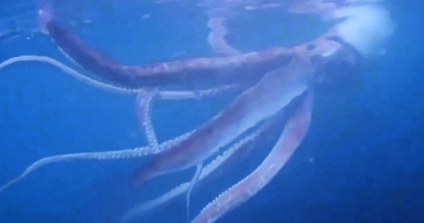 Japan divers capture rare footage of live giant squid - Oman Observer