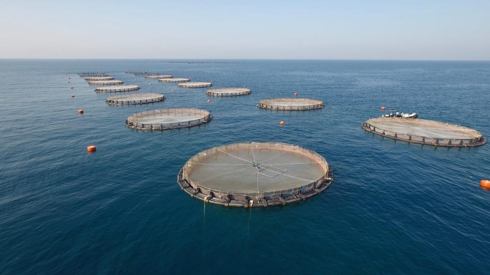 Fish Farming Generates Over 3,000 Tonnes In 2022 - Oman Observer