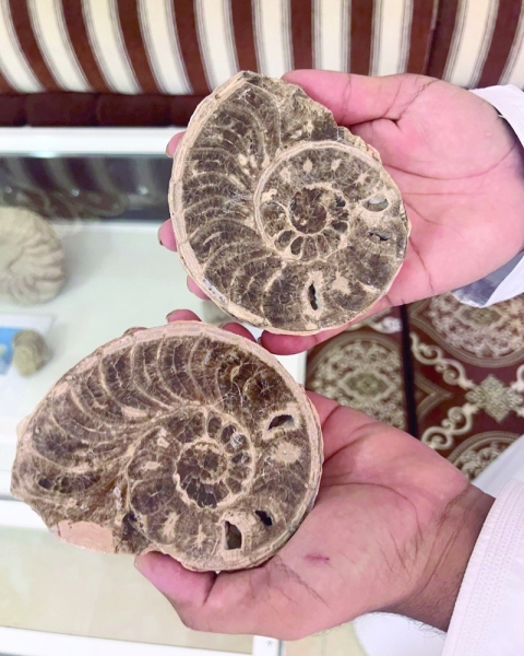 An Omani educator's comprehensive fossil collection is ready for the ...