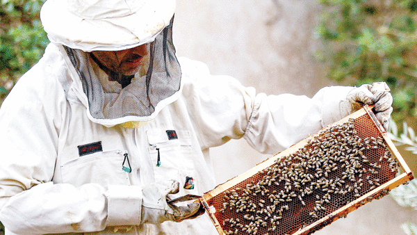 Sweet success: Jordan's beekeepers busy as honey demand soars