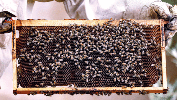 Sweet success: Jordan's beekeepers busy as honey demand soars