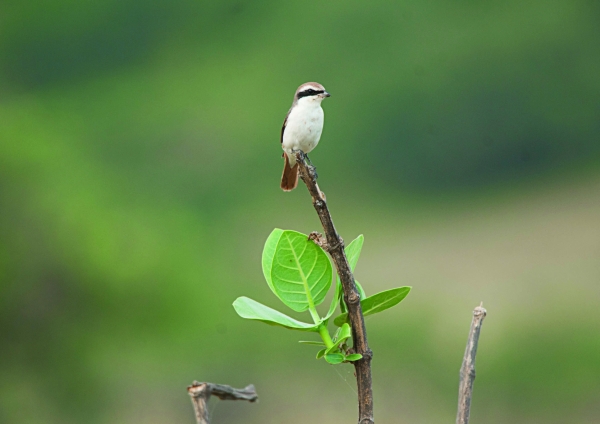 The Striking Elegance of the Red-Backed Shrike: Nature’s Fearless Avian Hunter