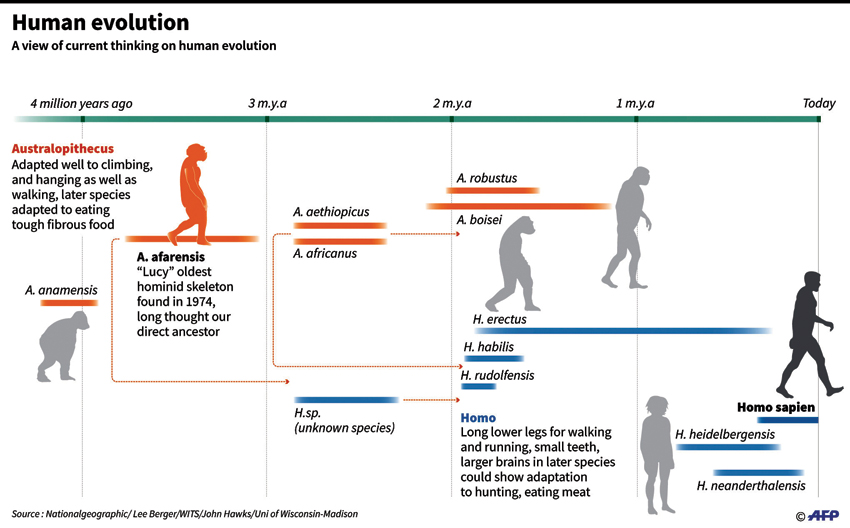 Human ancestor ‘Lucy’ adept at tree climbing as well as walking - Oman ...